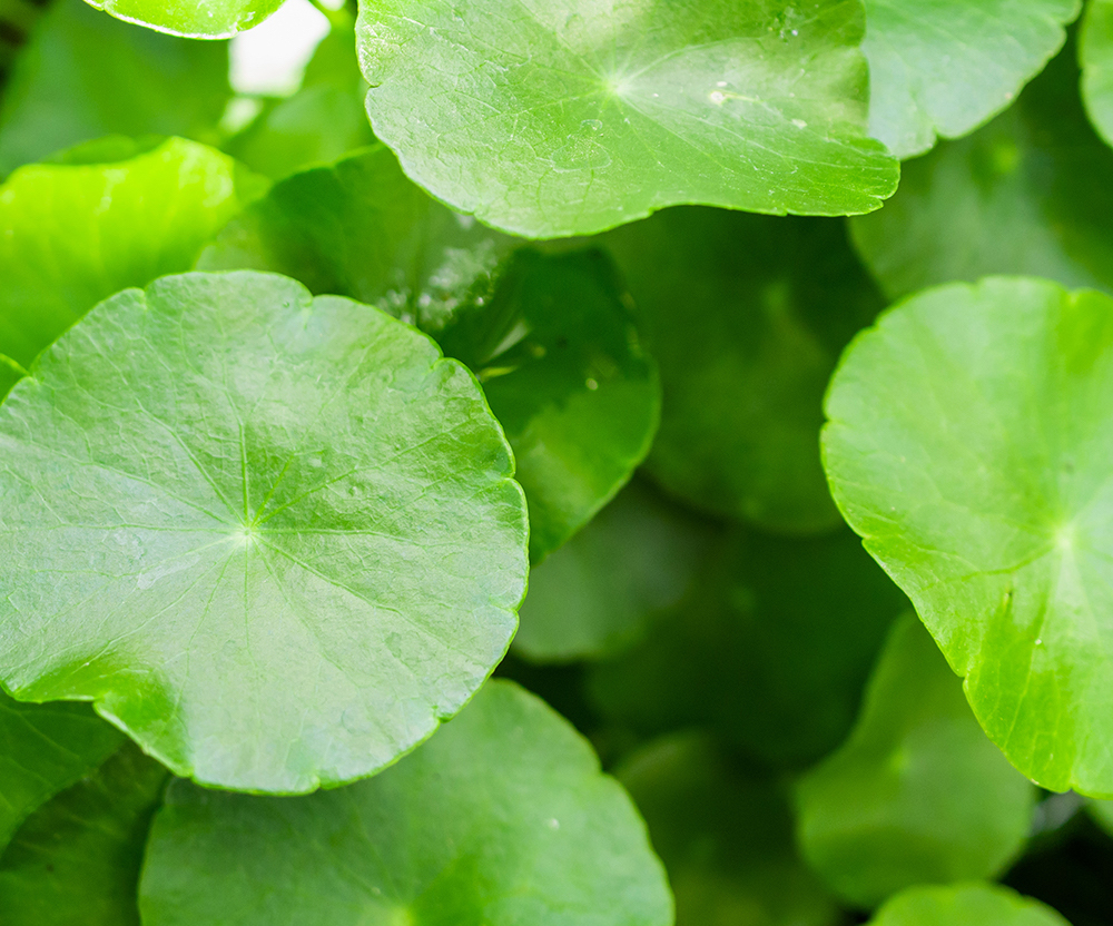 Daily Cica Calming Mask - Image 4