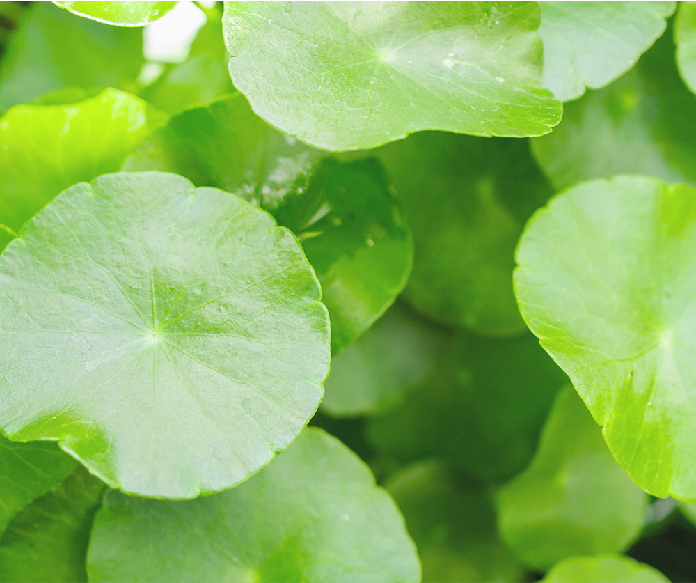 Blemish Cica Serum - Image 4